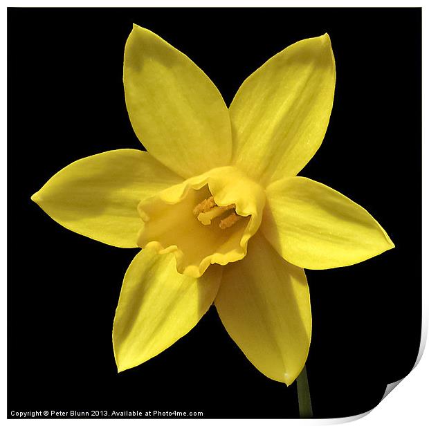 Daffodil Flower Head Print by Peter Blunn