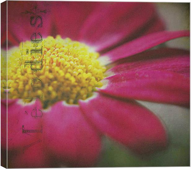 Pink Argyanthemum Canvas Print by Rosanna Zavanaiu