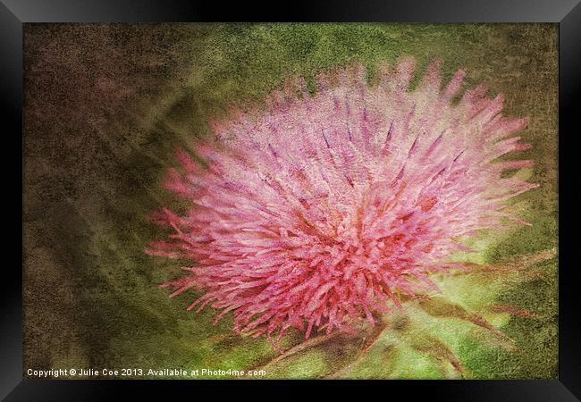 Thistle Flower Framed Print by Julie Coe