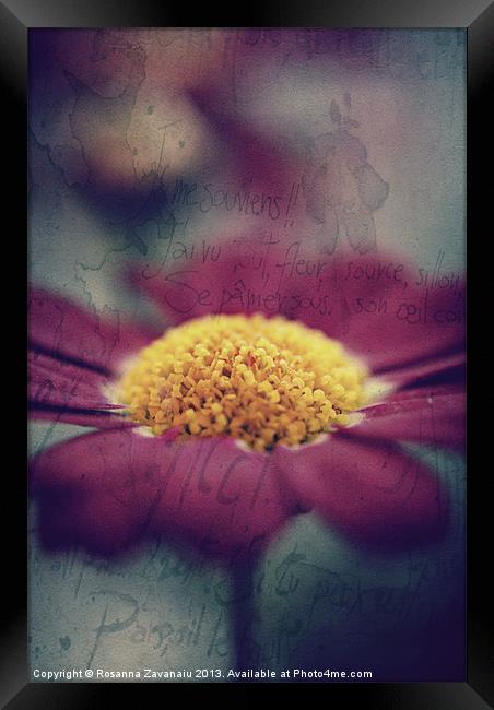 Pink Argyanthemum. Framed Print by Rosanna Zavanaiu