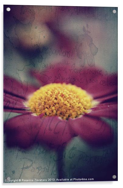 Pink Argyanthemum. Acrylic by Rosanna Zavanaiu