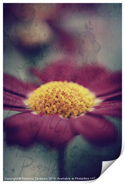 Pink Argyanthemum. Print by Rosanna Zavanaiu