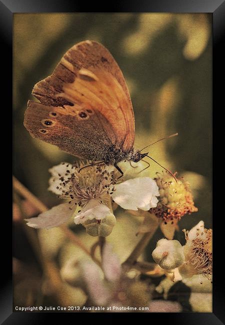 Ringlet Butterfly Framed Print by Julie Coe