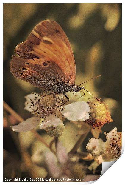 Ringlet Butterfly Print by Julie Coe