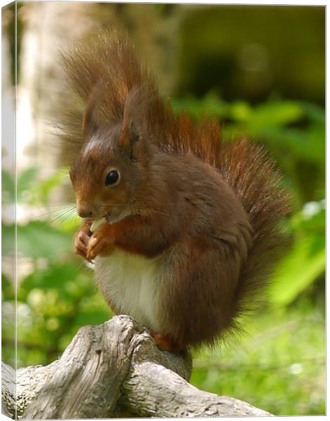 Chubby Red Squirrel Canvas Print by sharon bennett