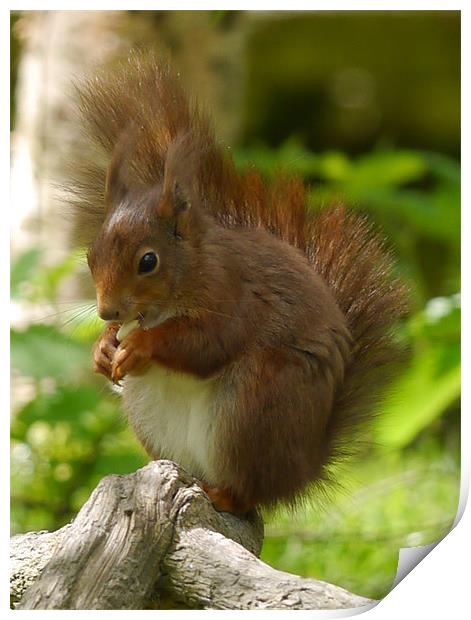 Chubby Red Squirrel Print by sharon bennett