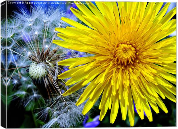 Dandelions Old & New Canvas Print by Roger Butler