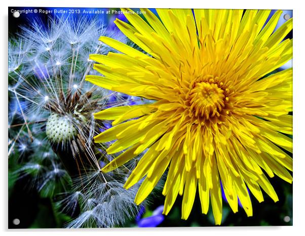 Dandelions Old & New Acrylic by Roger Butler