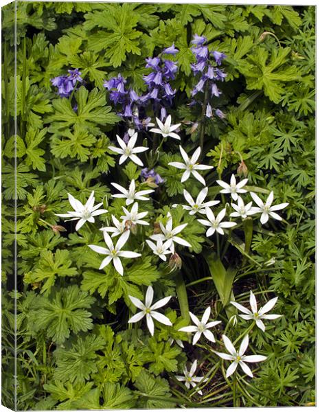 Bluebells and Star of Bethlehem Canvas Print by Bill Simpson