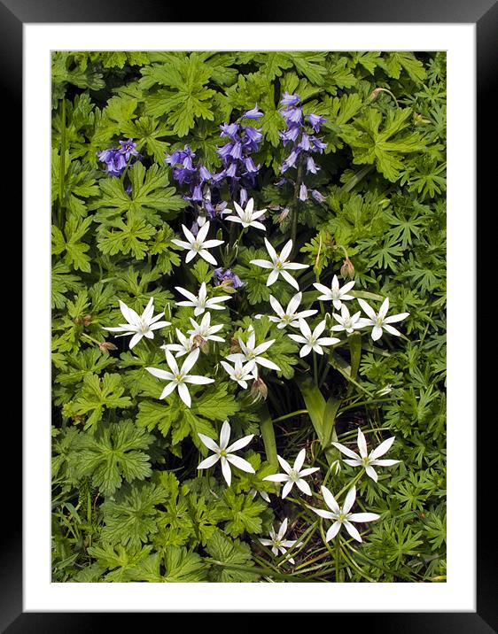 Bluebells and Star of Bethlehem Framed Mounted Print by Bill Simpson
