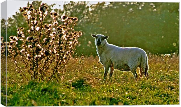 Sheep in the Morning Sunlight Canvas Print by graham young