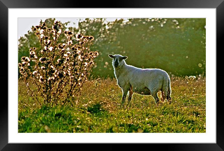 Sheep in the Morning Sunlight Framed Mounted Print by graham young