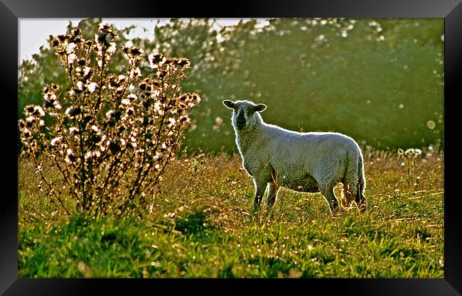 Sheep in the Morning Sunlight Framed Print by graham young