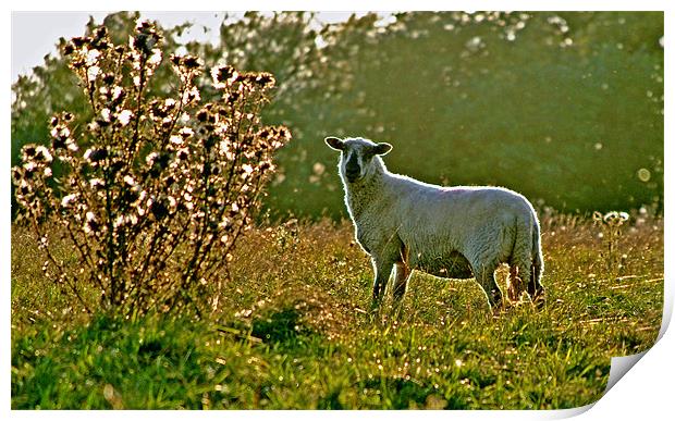 Sheep in the Morning Sunlight Print by graham young