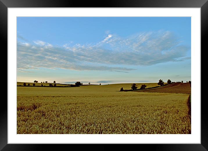 The Harvest Framed Mounted Print by graham young
