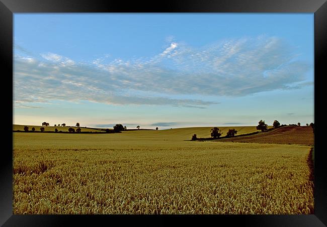 The Harvest Framed Print by graham young