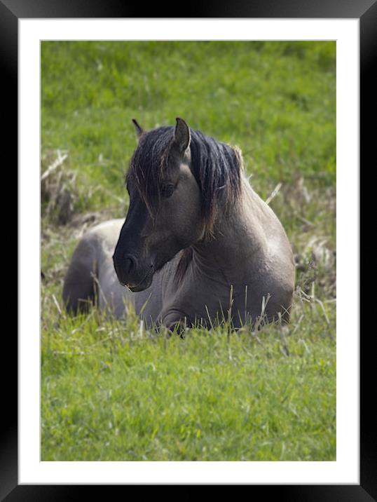 Konic Horse Framed Mounted Print by Darren Burroughs