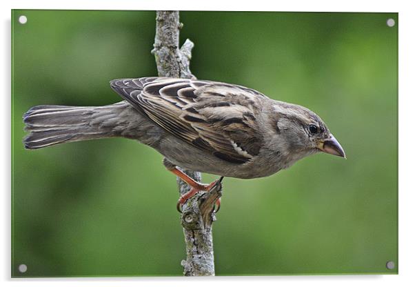 Sparrow Acrylic by Donna Collett