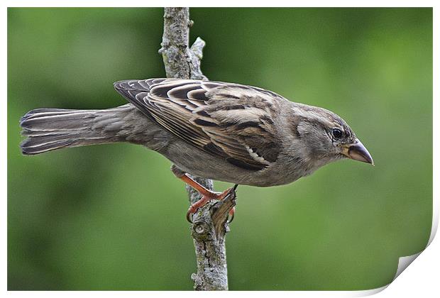 Sparrow Print by Donna Collett