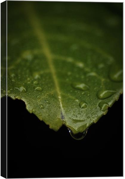 Leaf (water drop) Canvas Print by Alan Todd