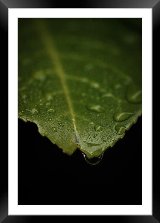 Leaf (water drop) Framed Mounted Print by Alan Todd