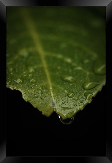 Leaf (water drop) Framed Print by Alan Todd