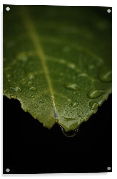 Leaf (water drop) Acrylic by Alan Todd