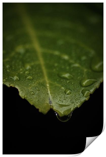 Leaf (water drop) Print by Alan Todd