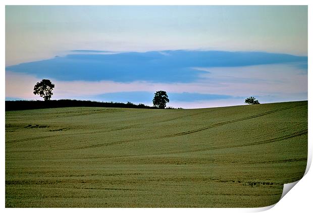 Three Trees a Cornfield and a Cloud Print by graham young