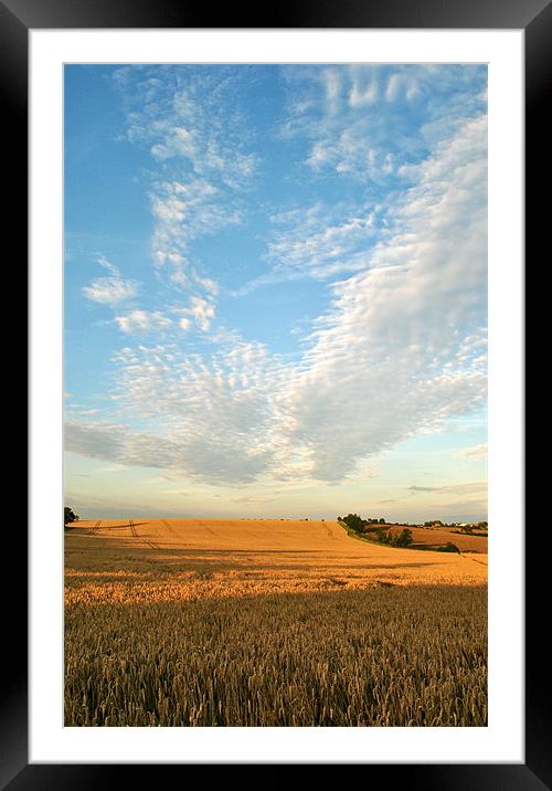Big Harvest Sky! Framed Mounted Print by graham young