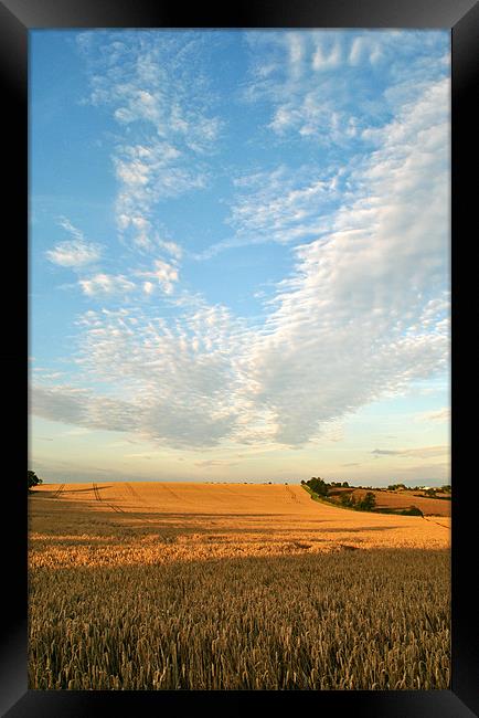 Big Harvest Sky! Framed Print by graham young