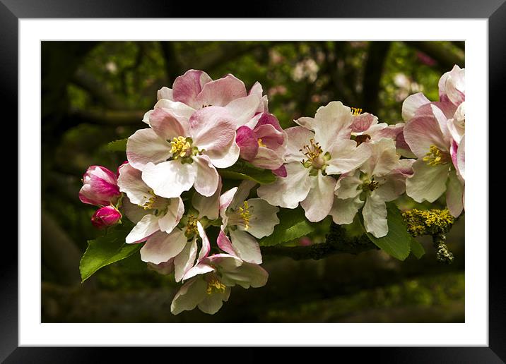 Apple Blossom Framed Mounted Print by Bill Simpson