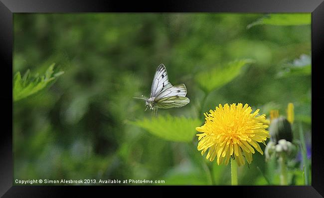 Butterfly in flight Framed Print by Simon Alesbrook