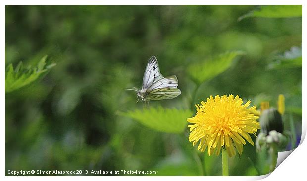 Butterfly in flight Print by Simon Alesbrook