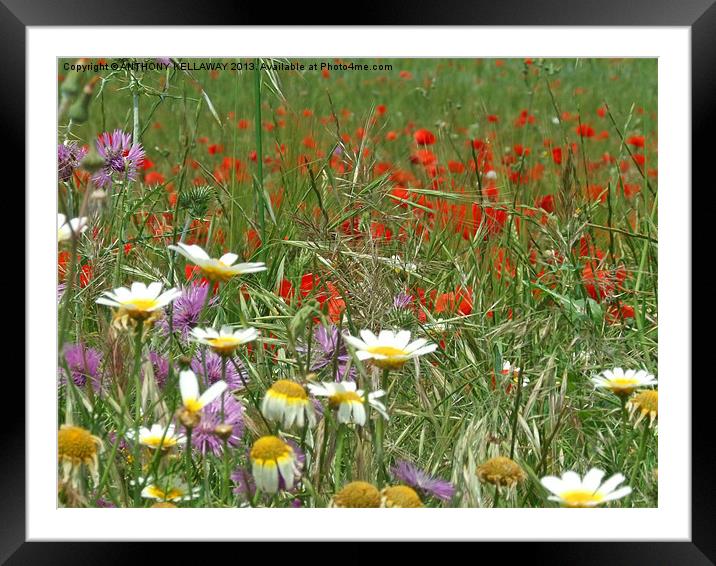 DAISY,THISTLE AND POPPY FIELD Framed Mounted Print by Anthony Kellaway