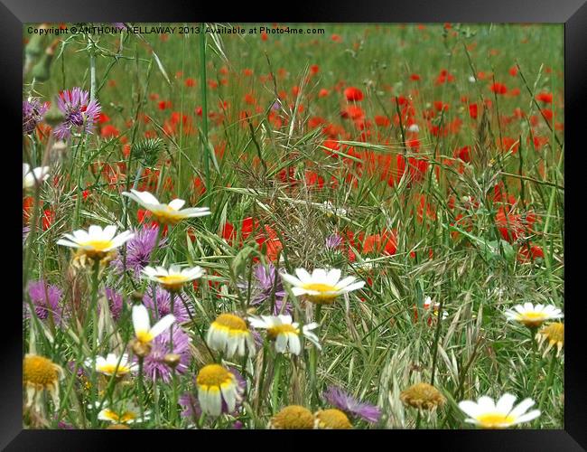 DAISY,THISTLE AND POPPY FIELD Framed Print by Anthony Kellaway