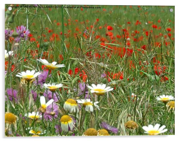 DAISY,THISTLE AND POPPY FIELD Acrylic by Anthony Kellaway