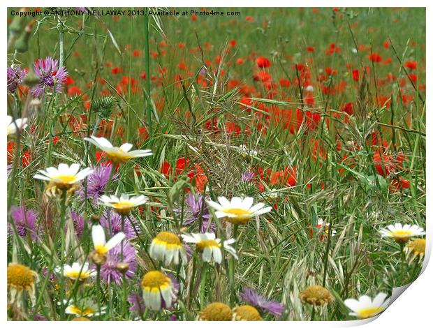 DAISY,THISTLE AND POPPY FIELD Print by Anthony Kellaway