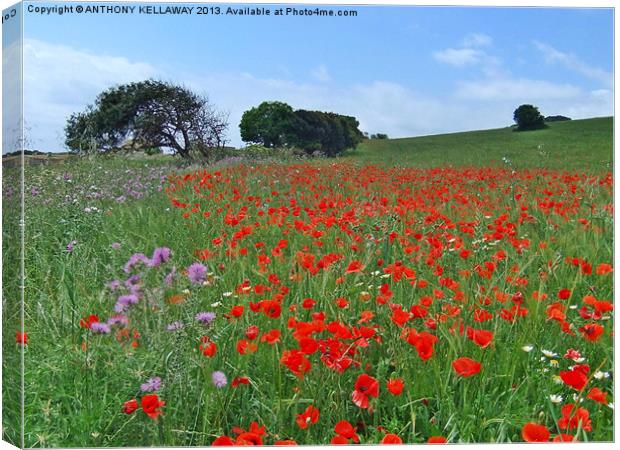 Menorcan poppy field Canvas Print by Anthony Kellaway