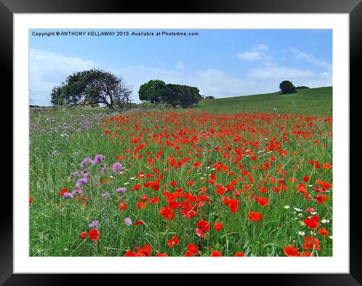 Menorcan poppy field Framed Mounted Print by Anthony Kellaway