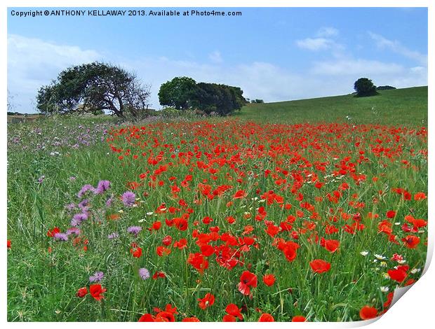 Menorcan poppy field Print by Anthony Kellaway