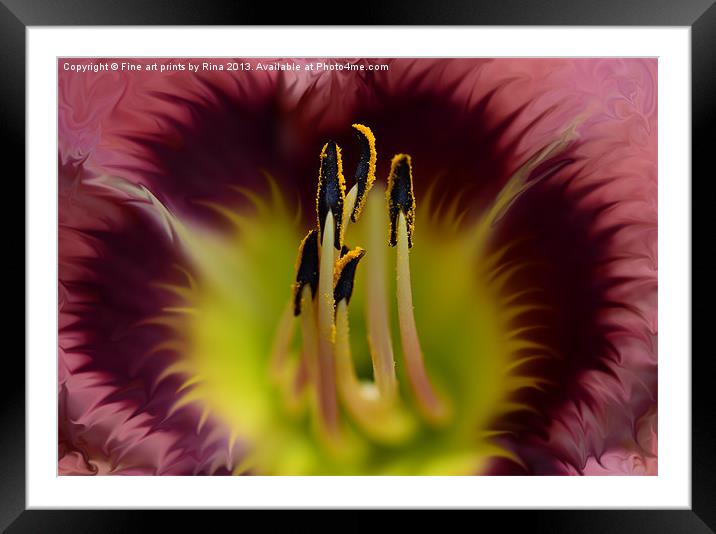 Stamen Framed Mounted Print by Fine art by Rina