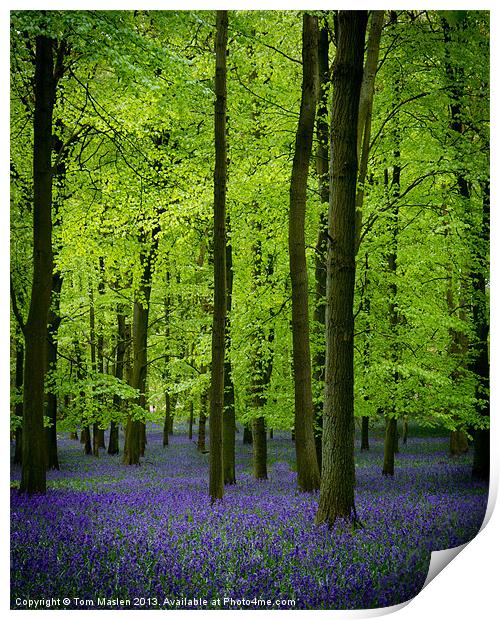 Dockey Bluebells Print by Tom Maslen