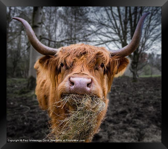 Highland Cow Framed Print by Paul Messenger