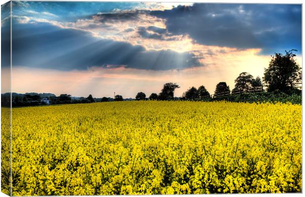 Rapeseed Field Canvas Print by Simon West