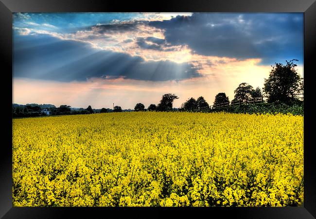 Rapeseed Field Framed Print by Simon West