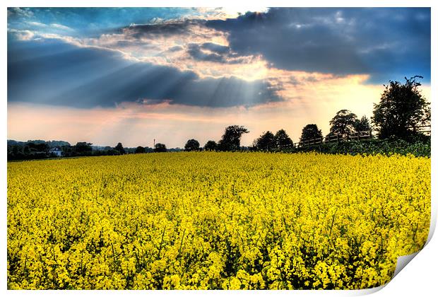 Rapeseed Field Print by Simon West