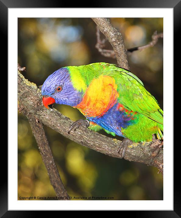 Rainbow Lorikeet Australia Framed Mounted Print by Carole-Anne Fooks