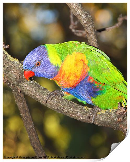 Rainbow Lorikeet Australia Print by Carole-Anne Fooks
