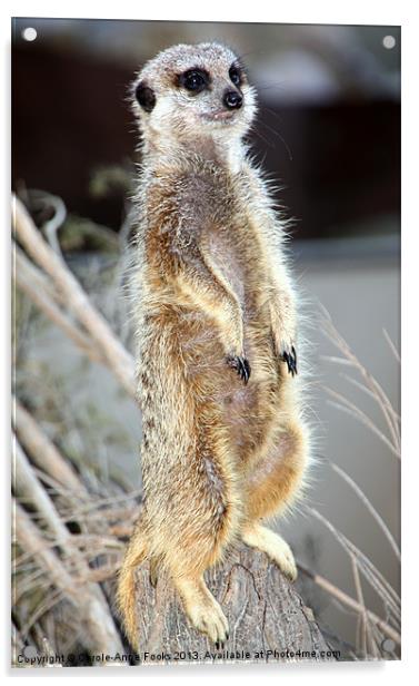 Sentry Duty Acrylic by Carole-Anne Fooks